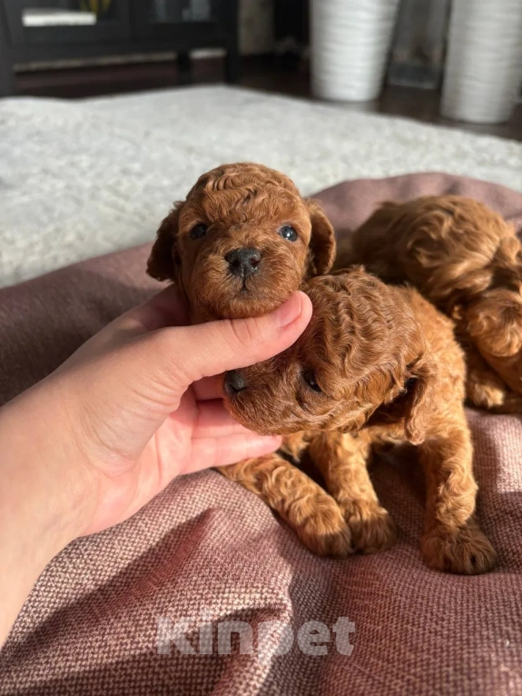 Собаки в Казани: Той пудель с Китайскими кровями, с короткой (теди)  мордочкой Мальчик, 100 000 руб. - фото 3