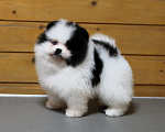 Собаки в Москве: Померанский шпиц. Очень красивый бело-черный мальчик. Мальчик, Бесплатно - фото 6