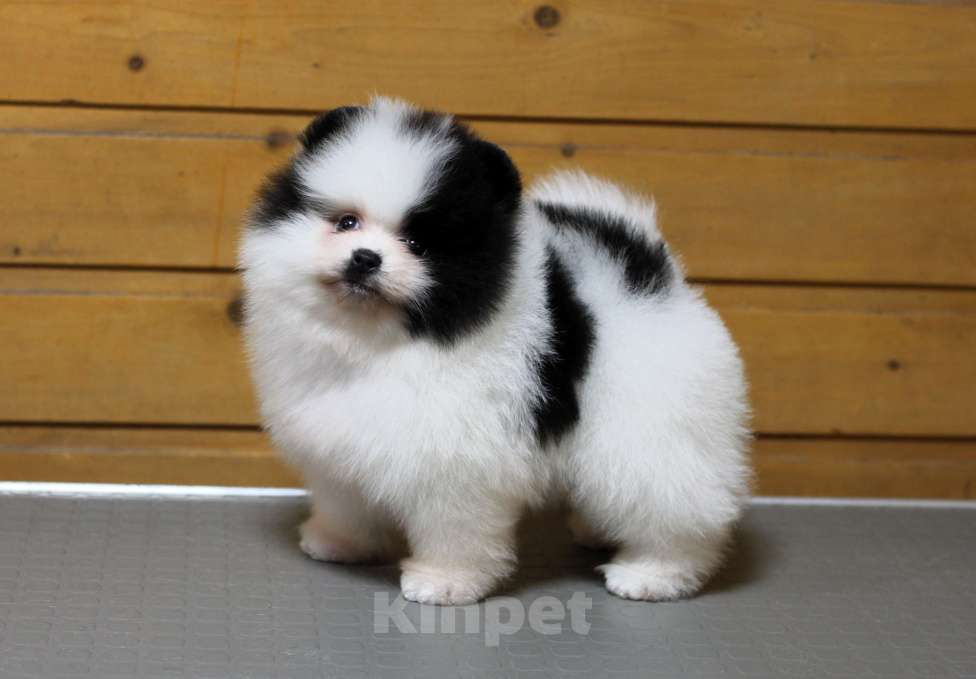 Собаки в Москве: Померанский шпиц. Очень красивый бело-черный мальчик. Мальчик, Бесплатно - фото 6