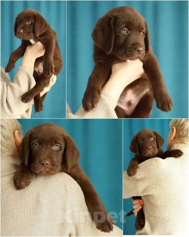 Собаки в Кондрово: Лабрадор ретривер Девочка, Бесплатно - фото 4