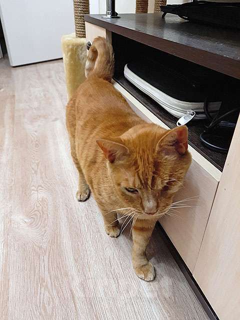 Кошки в Москве: Добрейший солнечный котик Рыжик ищет дом и доброе сердце Мальчик, Бесплатно - фото 1