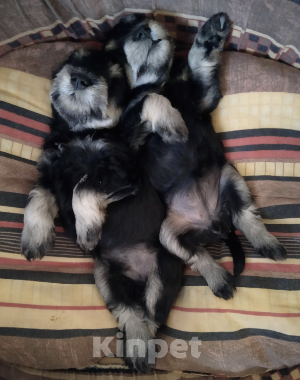 Собаки в Краснодаре: Цвергшнауцер мальчик  Мальчик, Бесплатно - фото 2