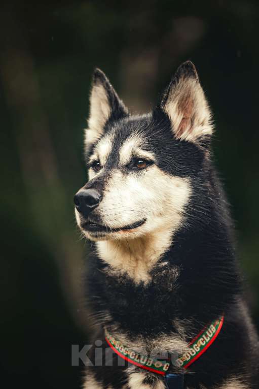 Собаки в Москве: Джой ждет свою семью Мальчик, Бесплатно - фото 10