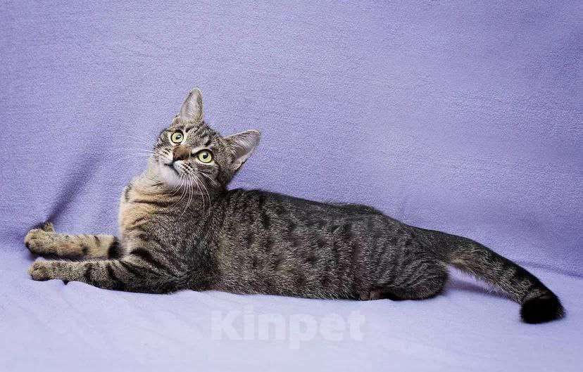 Кошки в Москве: Маленькая кошка с огромным желанием жить Девочка, Бесплатно - фото 4