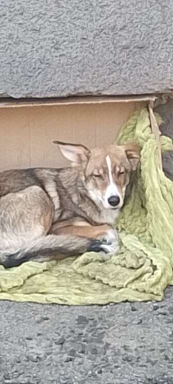 Собаки в Новокузнецке: Отдам в хорошие руки Мальчик, Бесплатно - фото 4