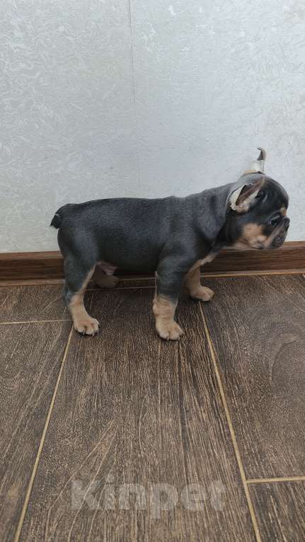 Собаки в Белореченске: Французский бульдог Мальчик, Бесплатно - фото 5