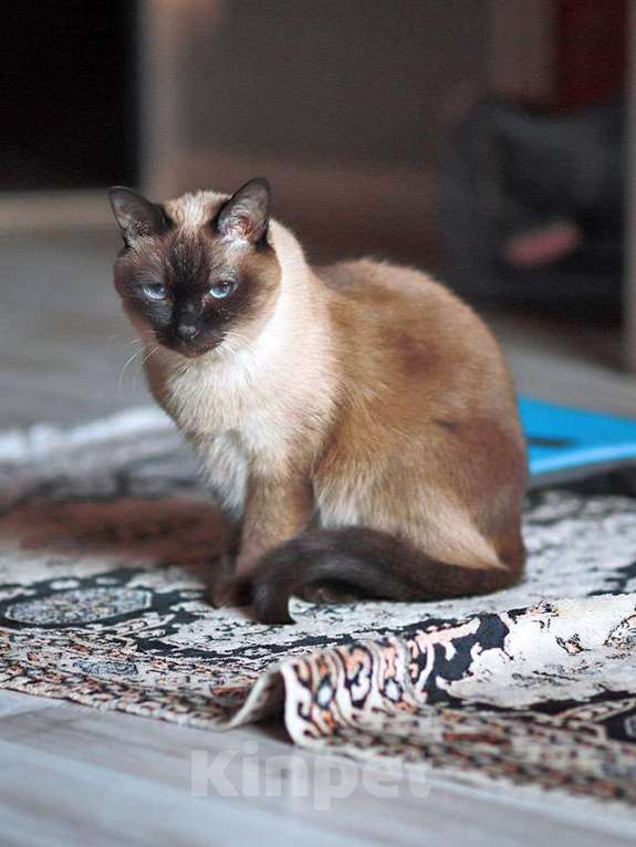 Кошки в Санкт-Петербурге: Ищет дом пожилая, очень нежная тайская кошка по имени Сюся Девочка, 10 руб. - фото 2