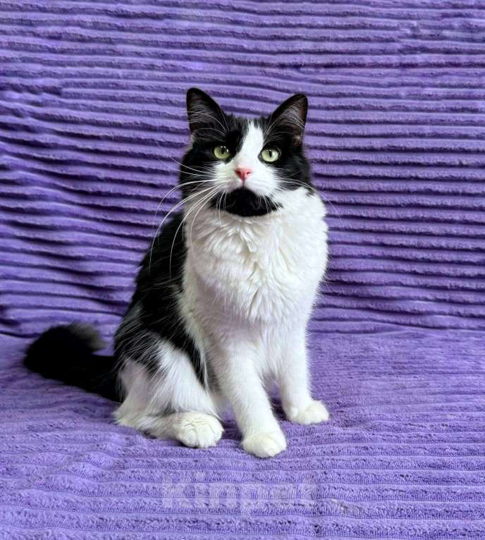 Кошки в Москве: Знакомьтесь — Чита! Девочка, 1 руб. - фото 4