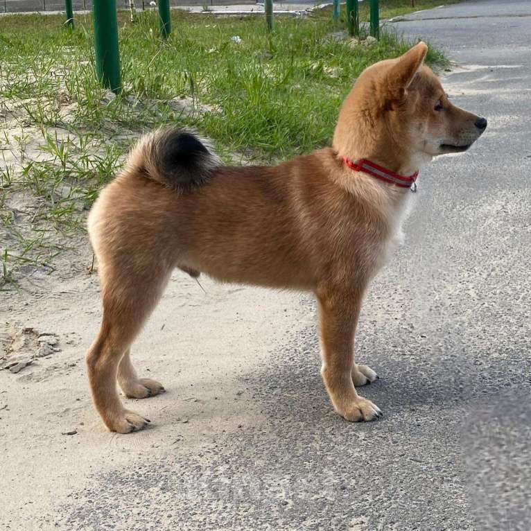 Собаки в Сургуте: Брутальные щенки Мальчик, 80 000 руб. - фото 1