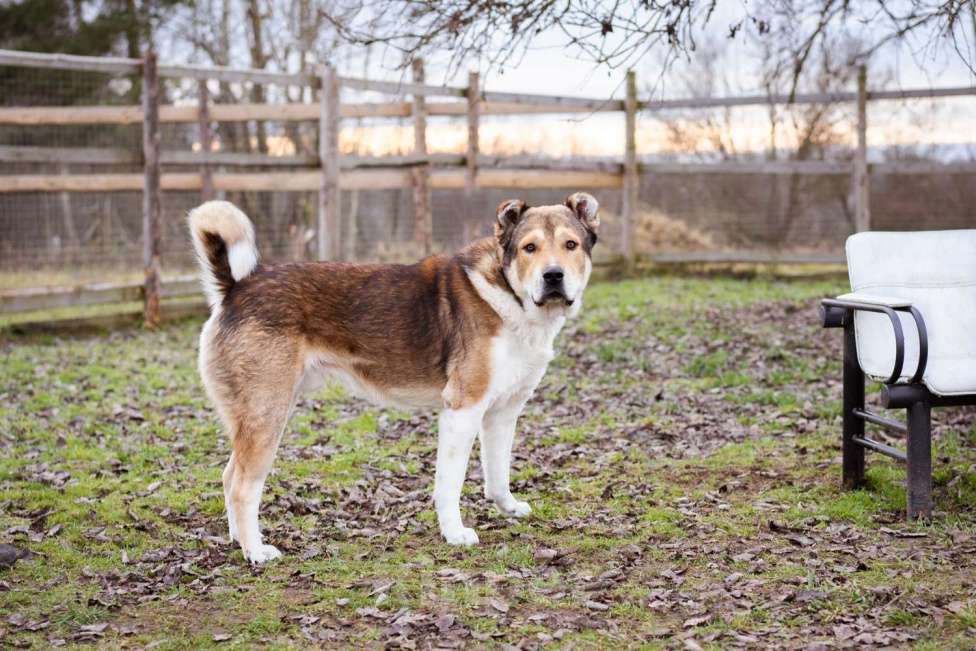 Собаки в Москве: Михаил Потапыч - плюшевый алабайка в приюте, ищет дом Мальчик, Бесплатно - фото 3