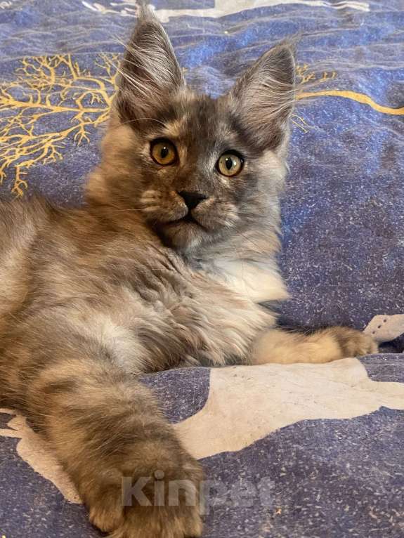 Кошки в Москве: Мейн-кун черепаховый дым Девочка, Бесплатно - фото 2