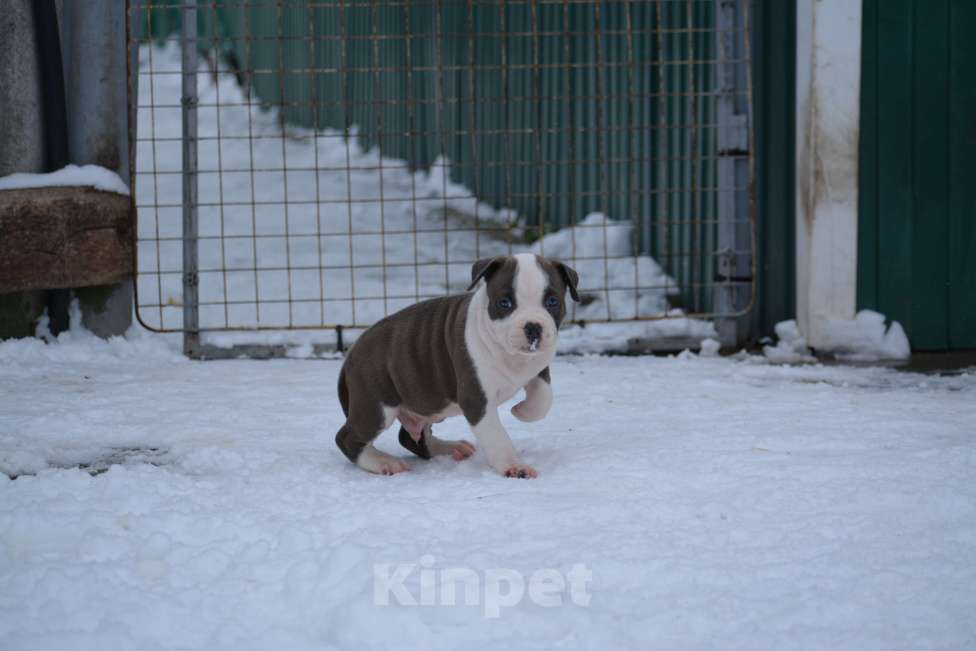 Собаки в Москве: Мальчик голубого с белым окраса Мальчик, 100 000 руб. - фото 3