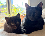 Кошки в Сочи: Котята крысоловы Девочка, 1 руб. - фото 5