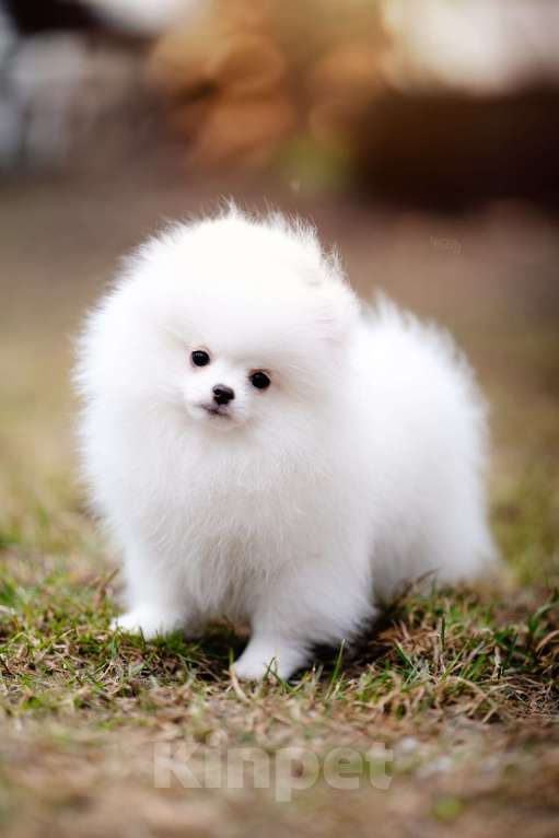 Собаки в Видном: Белый померанский шпиц Мальчик, 50 000 руб. - фото 3