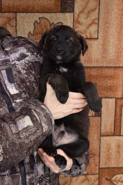 Собаки в Кашире: «Пирожок: маленький комочек счастья ищет тёплый дом!» Мальчик, Бесплатно - фото 3