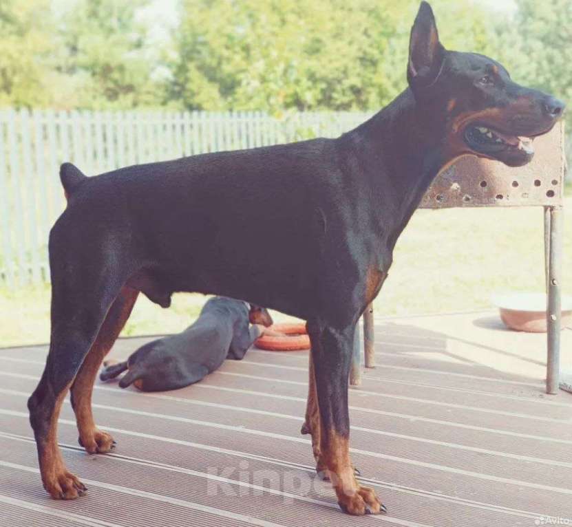 Собаки в других городах Московской области: Щенки доберамна Мальчик, 75 000 руб. - фото 8