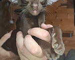 Кошки в Мурманске: Ориентальные котята 😺 Мальчик, Бесплатно - фото 3