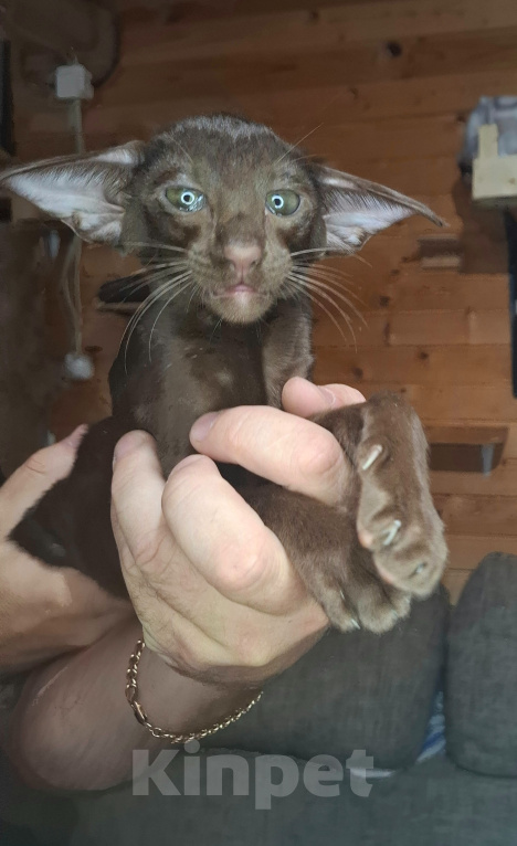 Кошки в Мурманске: Ориентальные котята 😺 Мальчик, Бесплатно - фото 3