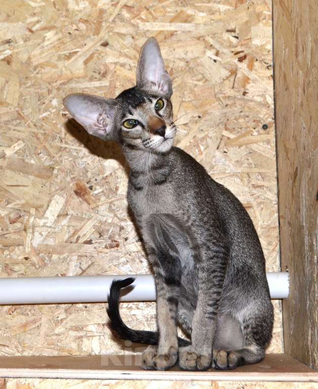 Кошки в Глазове: Гуффи Мальчик, 45 000 руб. - фото 2