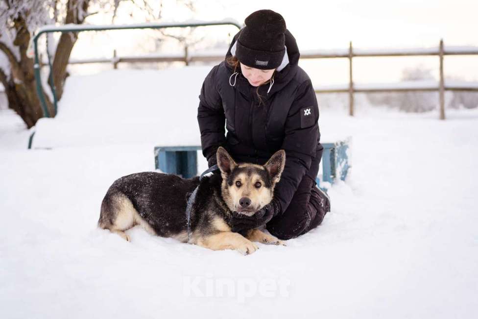 Собаки в Москве: Коржик, 2 года ищет дом Мальчик, Бесплатно - фото 7