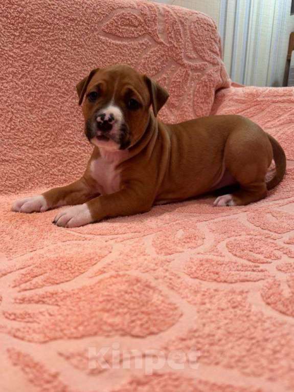 Собаки в Саратове: Щенки от титулованных родителей Девочка, 50 000 руб. - фото 8