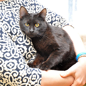 Черный молодой ласковый котик