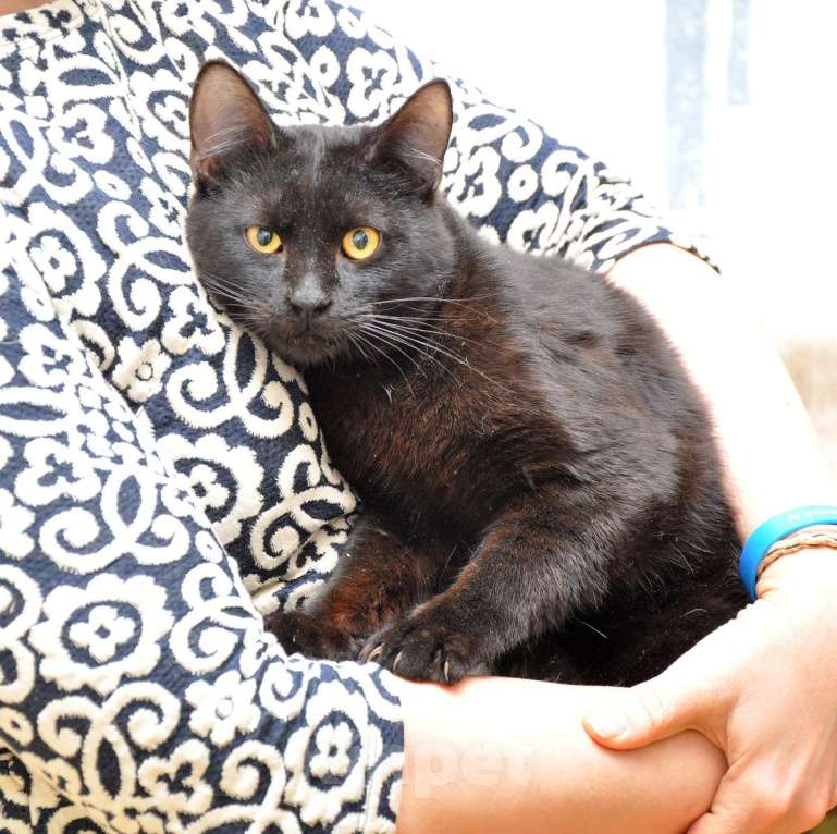 Кошки в Москве: Черный молодой ласковый котик Мальчик, Бесплатно - фото 1