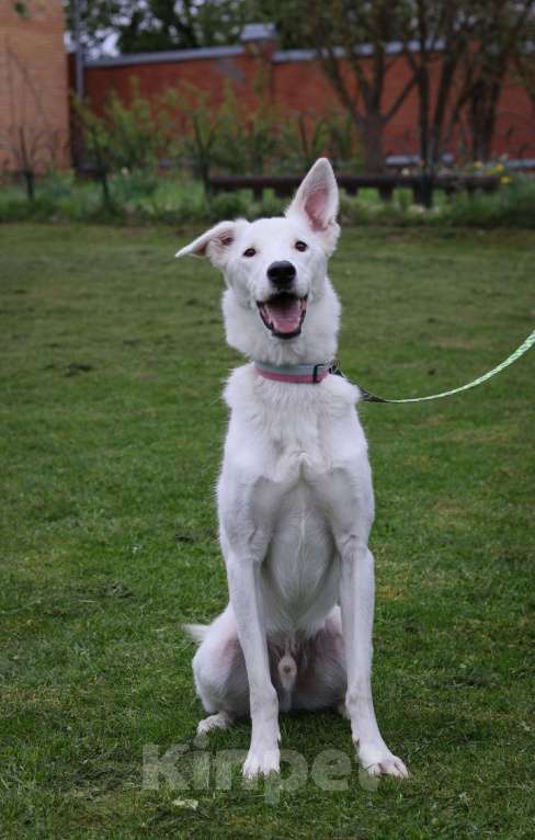 Собаки в Москве: Ральфу очень нужен дом  Мальчик, Бесплатно - фото 3