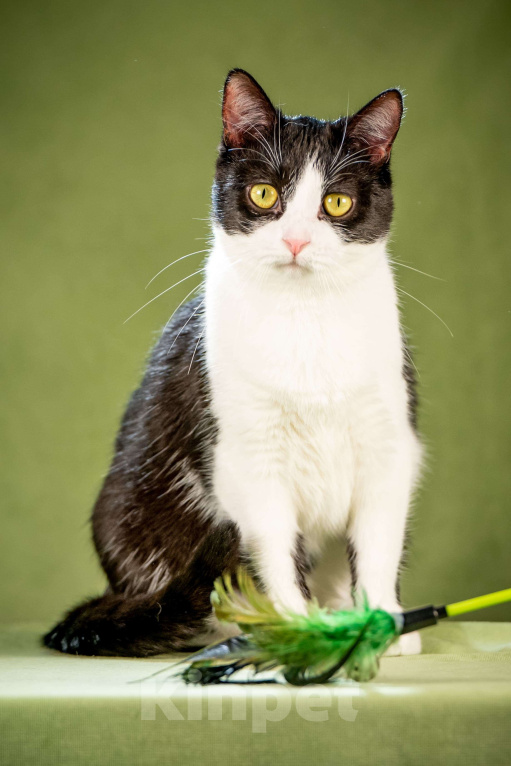 Кошки в Клине: Мамуля — кошка, достойная самой нежной любви Девочка, Бесплатно - фото 3