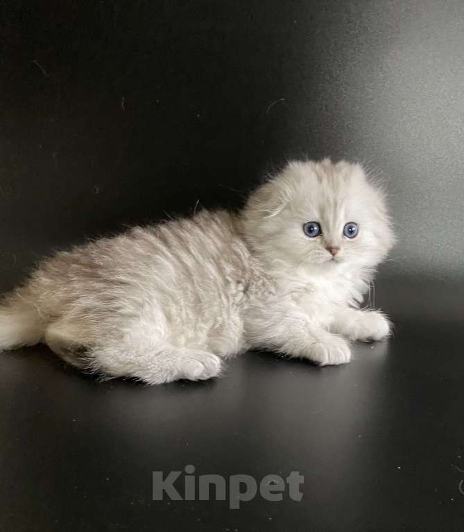 Кошки в Москве: Ариэла Девочка, 45 000 руб. - фото 3