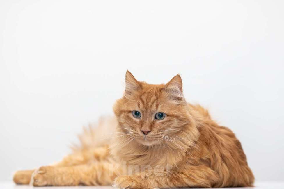 Кошки в Москве: Царь Мальчик, Бесплатно - фото 4