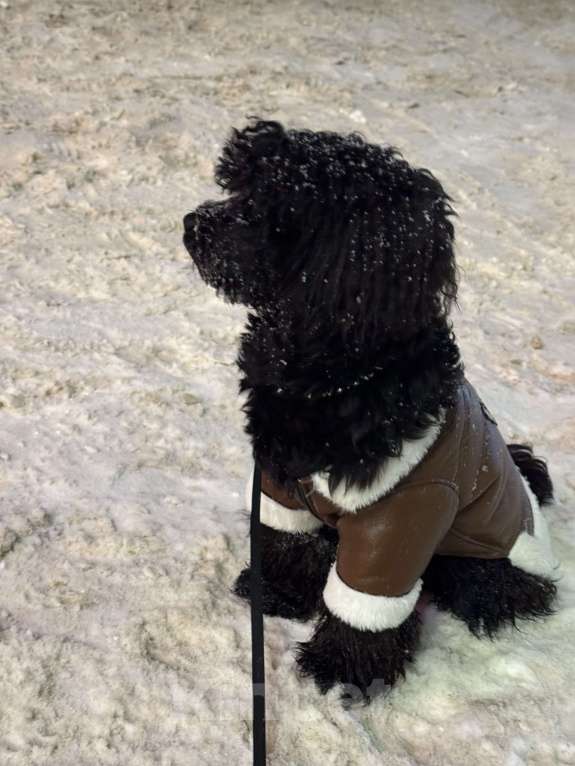 Собаки в Воронеже: Вязка Мальчик, Бесплатно - фото 1