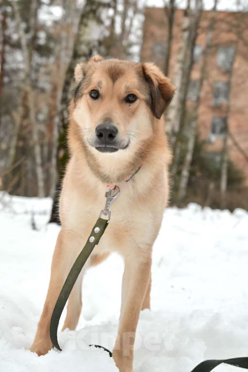 Собаки в Красногорске: Яркий Степка, метис лайки, 10 месяцев  Мальчик, 10 руб. - фото 5