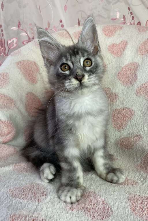 Кошки в Дмитрове: Черная серебристая мраморная девочка мейн кун Cindy Девочка, 20 000 руб. - фото 3