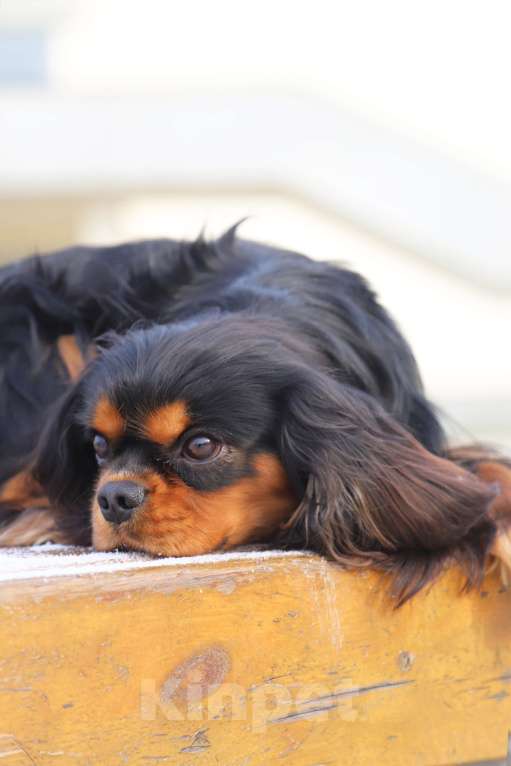 Собаки в Феодосии: Шикарный кобель  ККЧС на вязку Мальчик, 20 000 руб. - фото 4