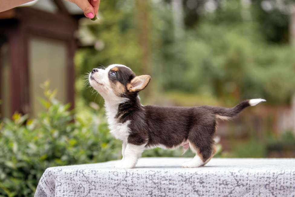 Собаки в Москве: Щенок вельш корги кардиган Мальчик, Бесплатно - фото 8