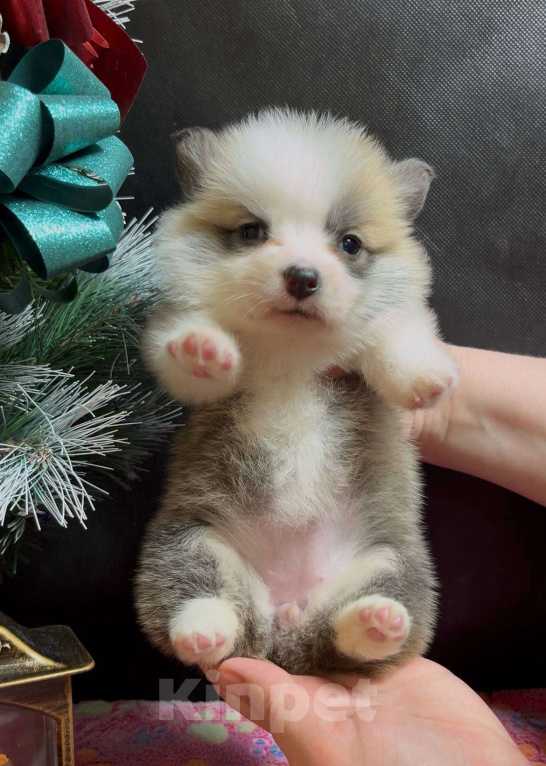 Собаки в Москве: Вельш корги пемброк девочка без хвостика Девочка, 50 000 руб. - фото 1