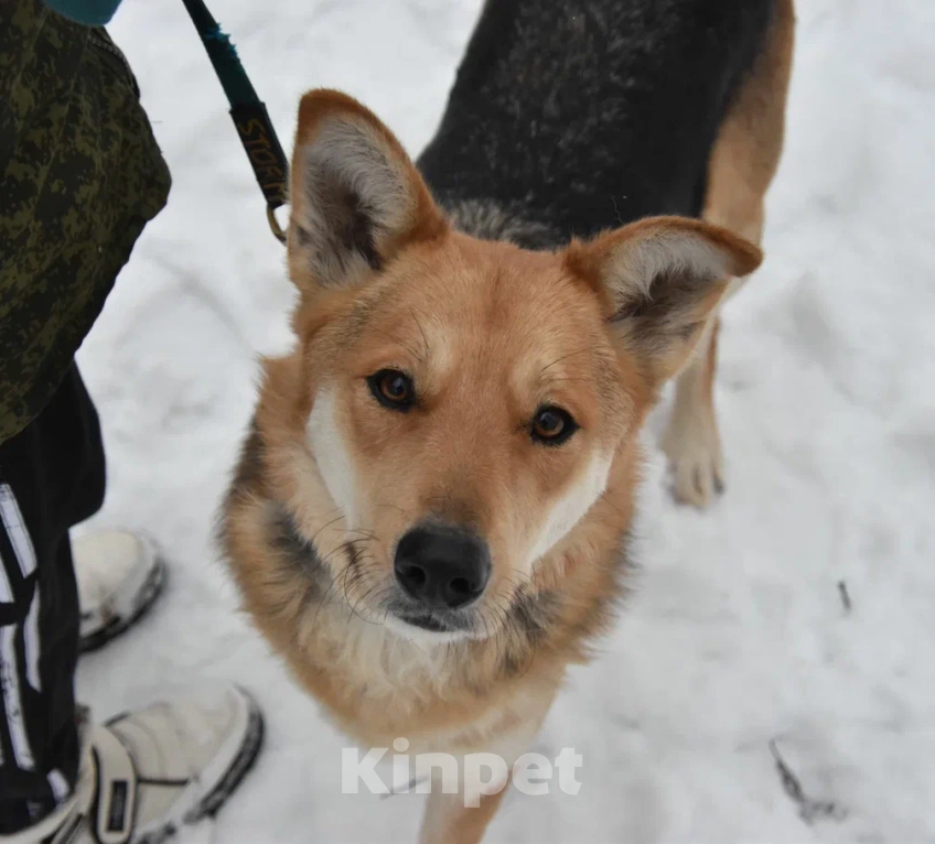 Собаки в Москве: Чарли в поисках дома Мальчик, Бесплатно - фото 3