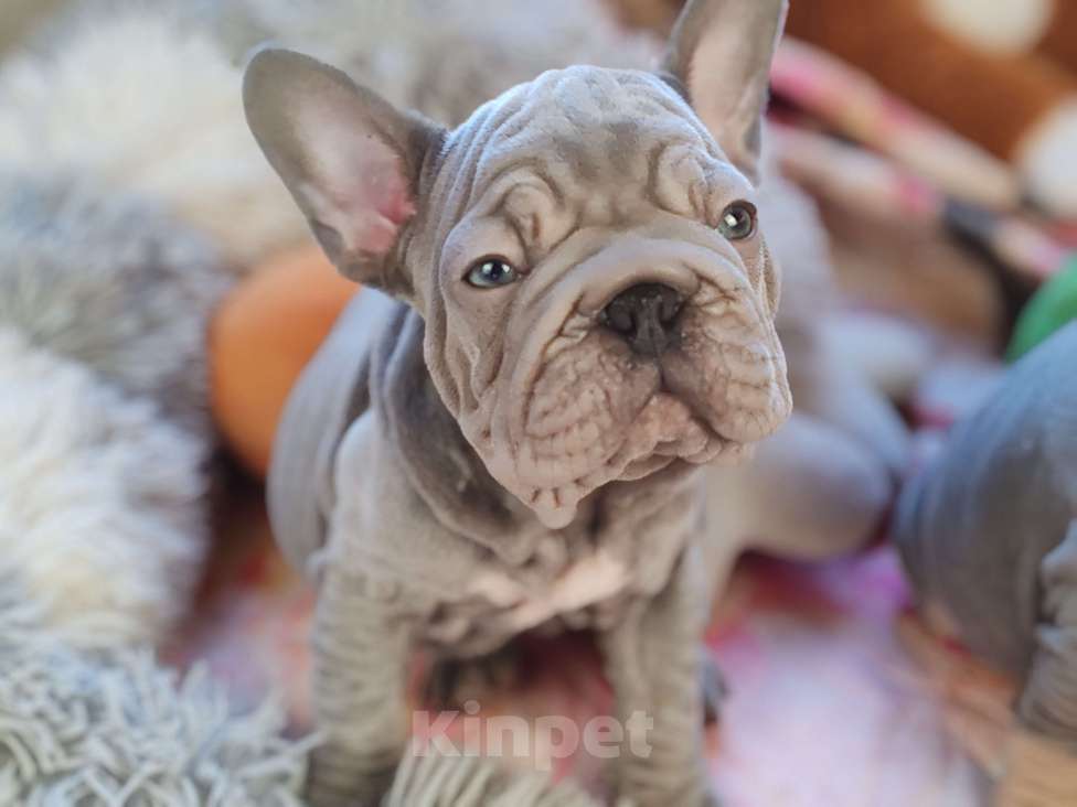 Собаки в Санкт-Петербурге: Шикарная лиловая девочка Бигроп вельвет Девочка, 120 000 руб. - фото 2