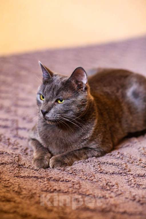 Кошки в Москве: Взрослый серый плюшевый кот в дар Мальчик, Бесплатно - фото 5