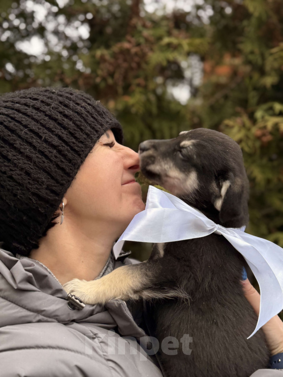 Собаки в Москве: Красивые щенки девочки в дар! Дайте шанс не замерзнуть! Девочка, Бесплатно - фото 3