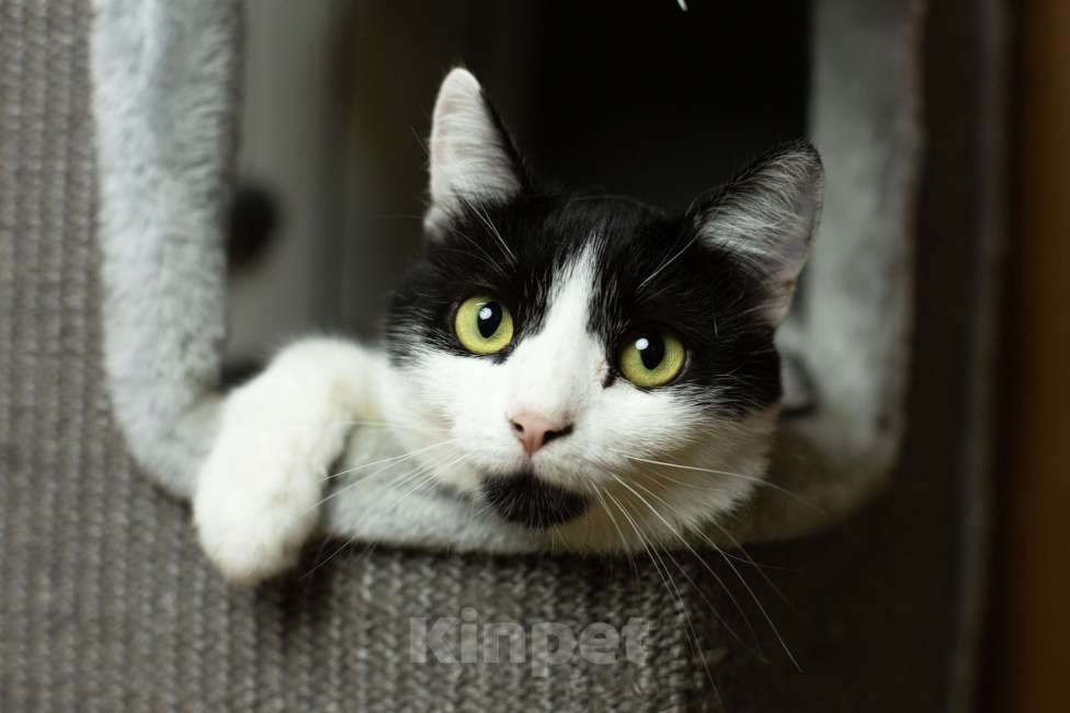 Кошки в Москве: Илюша ищет любящих хозяев Мальчик, Бесплатно - фото 3