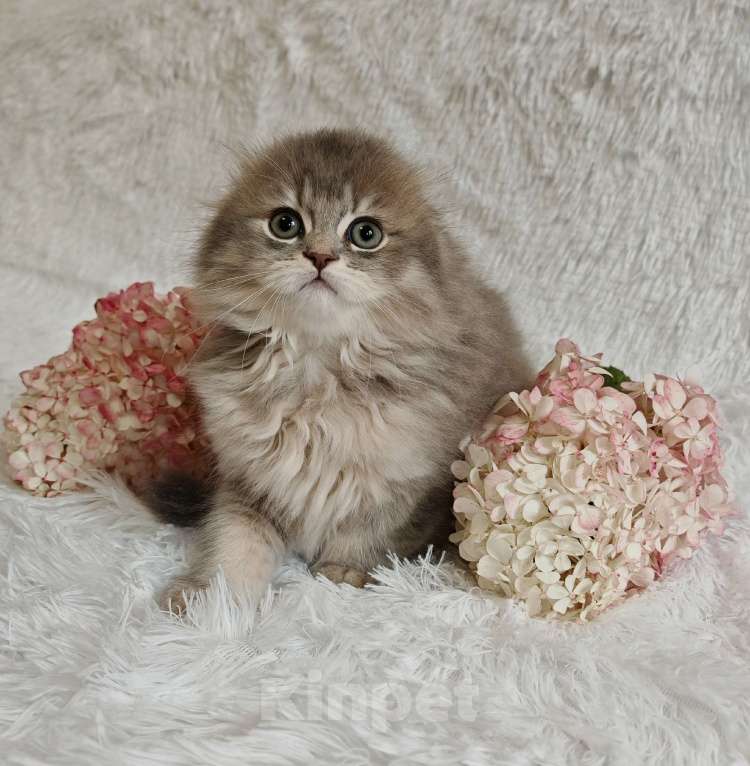 Кошки в Москве: Породистые шотландские котята Девочка, 65 000 руб. - фото 6