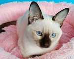 Кошки в Москве: Тайские котята из питомника Topaze De Lux  Девочка, Бесплатно - фото 1