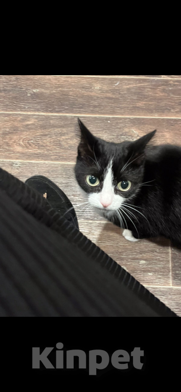 Кошки в Барнауле: Пропала кошка  Девочка, Бесплатно - фото 1