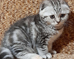 Кошки в Калуге: Шотландские котята Девочка, 30 000 руб. - фото 1