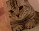 Кошки в Волгограде: Вязка с шотландским котом, 1 000 руб. - фото 4