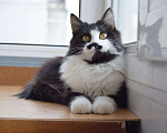 Кошки в Малмыже: Кошечка Соня ищет семью, 10 руб. - фото 2