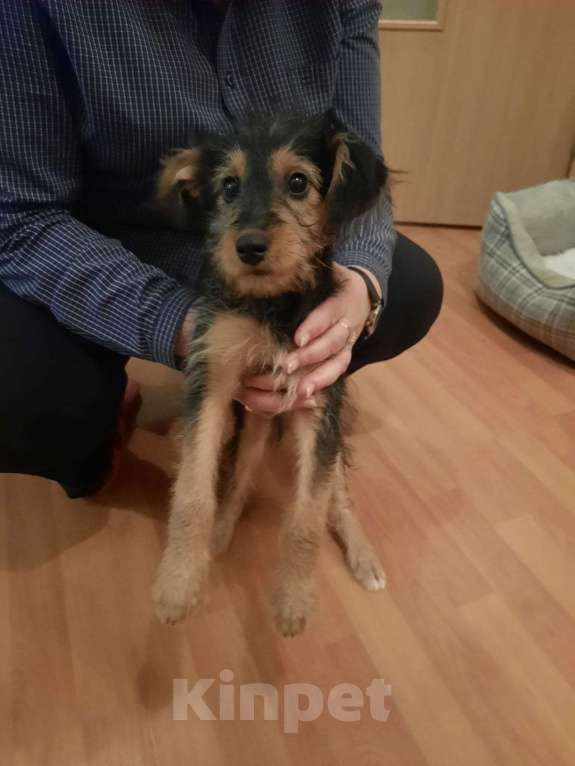 Собаки в Кемерово: отдам в добрые руки Мальчик, Бесплатно - фото 1