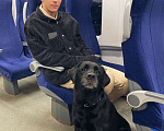 Собаки в Москве: Отдам в добрые руки Лабрадора Мальчик, Бесплатно - фото 2